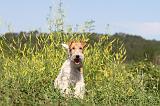 FOX TERRIER 020